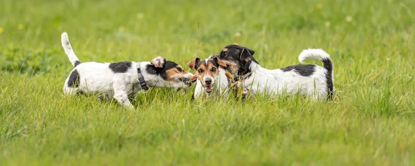 Many dogs run and play with a ball in a meadow - a cute pack of
