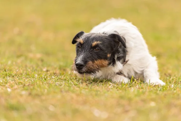 Jack Russell Terrier męski. Pies leży z głową na ziemi — Zdjęcie stockowe