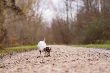 Jack Russell Terrier sevimli köpek bir iz takip ediyor