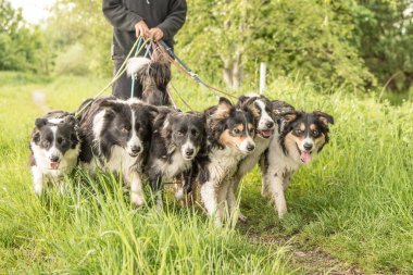 Wald bir leash üzerinde birçok köpek ile. Boerder collies bir sürü
