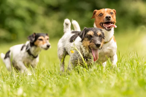 Un paquete de Jack Russell Terrier están corriendo y jugando juntos —  Fotos de Stock