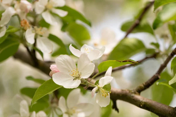 Apple blossom drzewo na wiosnę przed niewyraźne tło — Zdjęcie stockowe