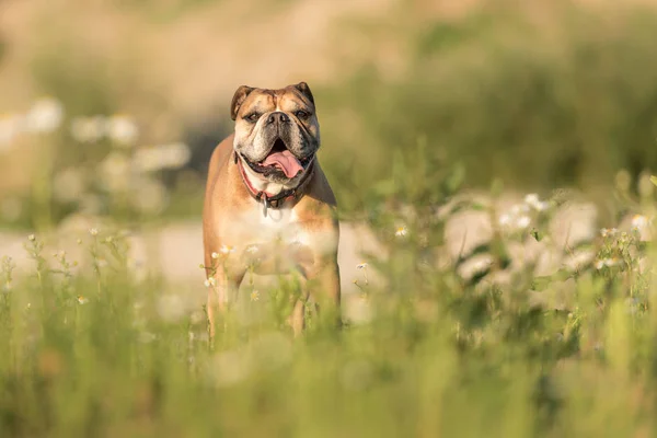 Continental Bulldog. Dog is standing in a blooming beautiful col — Stock Photo, Image
