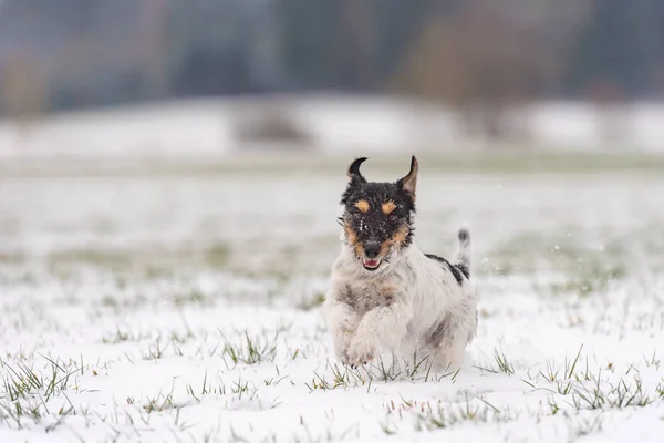 Jack Russell Terrier pies działa w zimie śnieżna łąka — Zdjęcie stockowe