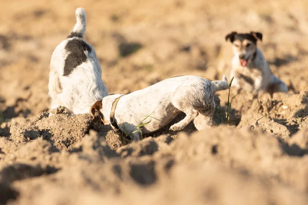 Dos perritos están cavando hoyos Jack Russell Terrier. Sabueso —  Fotos de Stock