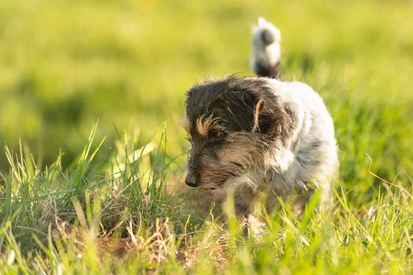 Retrato de un perro Jack Russell Terrier de 4 años al aire libre —  Fotos de Stock