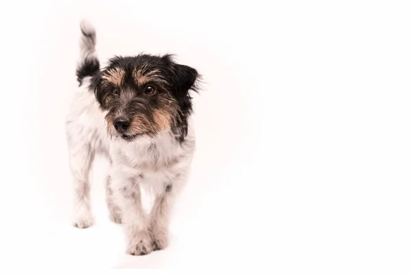Jack Russell teriér pes je stálá a izolované na bílém — Stock fotografie