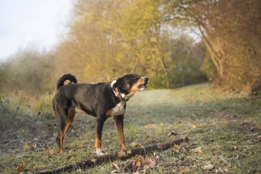 Geç soğuk sonbaharda Köpek