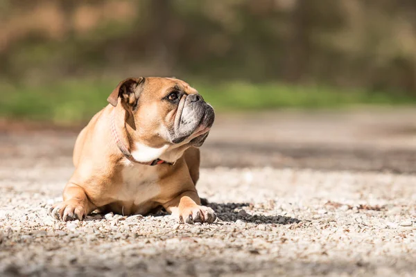 Continental Bulldog dog is lying in the forest in front of blurr — Stock Photo, Image