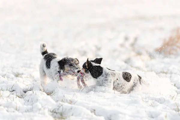Два Джека Рассела Терьера играют зимой на лугу в снегу — стоковое фото