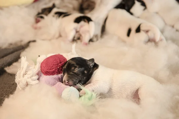 Nowo narodzone szczenię psy z zabawkami - trzy dni jack Russell Terri — Zdjęcie stockowe