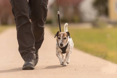 Itaatkar köpek sahibi ile bir tasma yürümek - sevimli Jack Russell T
