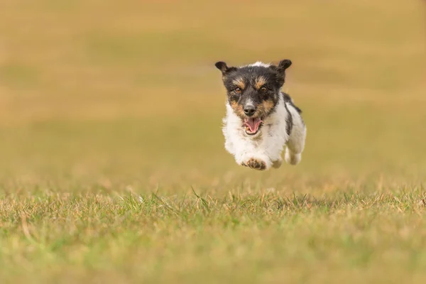 Pequeño perro viejo corre y vuela sobre un prado verde en primavera - Jac — Foto de Stock