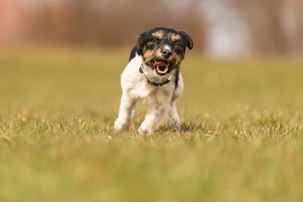 Pequeño perro viejo corre y vuela sobre un prado verde en primavera - Jac — Foto de Stock