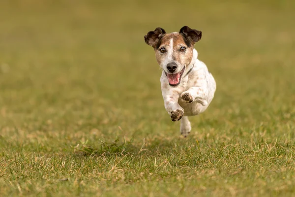 Pequeño perro viejo corre y vuela sobre un prado verde en primavera - Jac —  Fotos de Stock