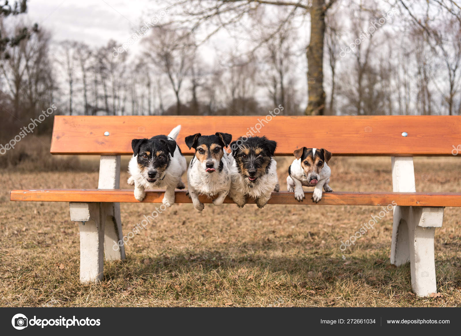 Four Dogs Jumping From A Park Bench Jack Russell Terrier Stock