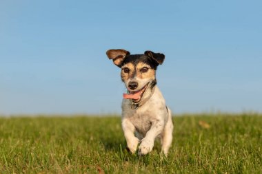 Jack Russell Terrier önünde mavi gökyüzü çalışıyor