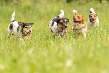 A pack of small Jack Russell Terrier are running and playing tog clipart