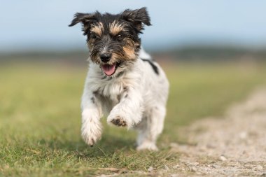 Küçük köpek bulanık bir arka plan önünde bir sokakta aşağı çalışır. J