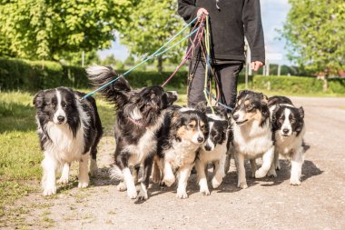 Wald bir leash üzerinde birçok köpek ile. Boerder collies bir sürü