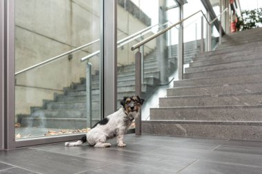 Köpek oturan ve bir kamu binasında bir merdiven üzerinde bekliyor. 