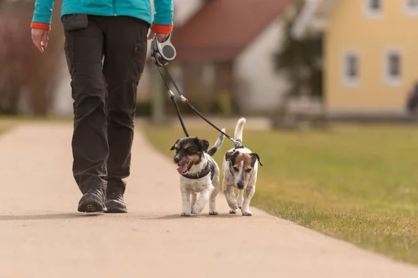 Obedientes perros caminan con una correa con su dueño en el pueblo  - —  Fotos de Stock