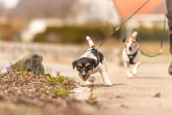Pequeno cão puxa uma trela enquanto caminha, Jack Russell Terrier — Fotografia de Stock
