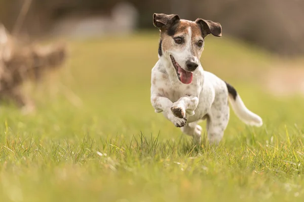 Kleine oude hond loopt en vliegt over een groene weide in het voorjaar-Jac — Stockfoto