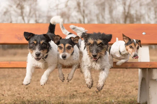 Cztery psy skakanie z pewien Park ławce-Jack Russell Terrier — Zdjęcie stockowe