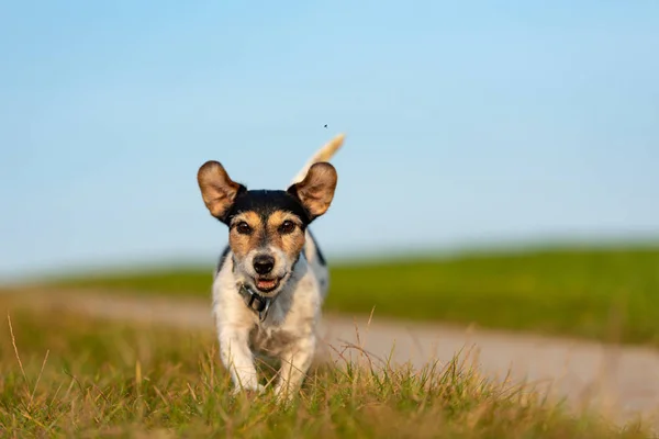 Jack Russell Terrier está corriendo frente al cielo azul sobre un camino —  Fotos de Stock