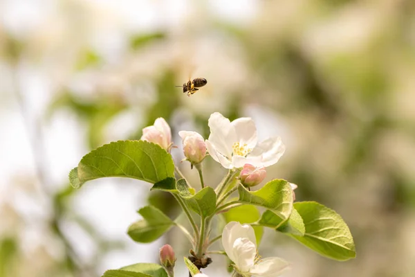 Pszczoła zbiera miodu w apple blossom - pszczoły miodnej przed niebieski — Zdjęcie stockowe