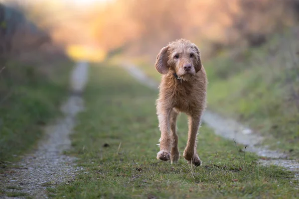 Magyar Vizsla Anni Vecchio Cane Corre Autunno Prato Controluce Sera — Foto Stock