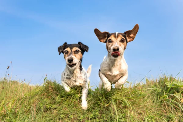 Cão saltando sobre uma colina verde em um prado Jack Russell 8 e 10 — Fotografia de Stock