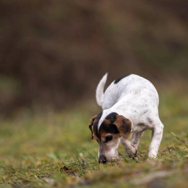 Jack Russell Terrier köpek orman