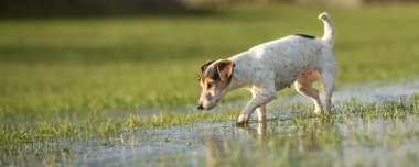 Jack Russell Terrier köpek 12 yaşında bir meado çalışıyor