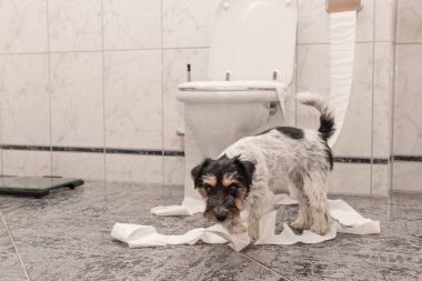 itaatsiz köpekler dairede bir karışıklık yapmak. Küçük dest