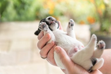 Jack Russell Terrier yavru köpek 14 gün eski.