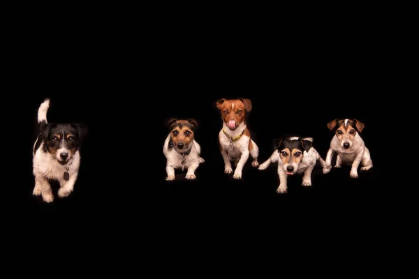 Šest vtipných roztomilým psům sedících v ro — Stock fotografie