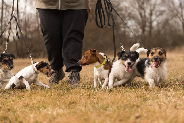 Propietario paseo con muchos perros en la correa - jack russell terrier —  Fotos de Stock