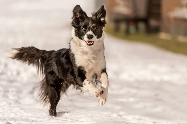 Border collie dog in snowy winter. Dog running and having fun in