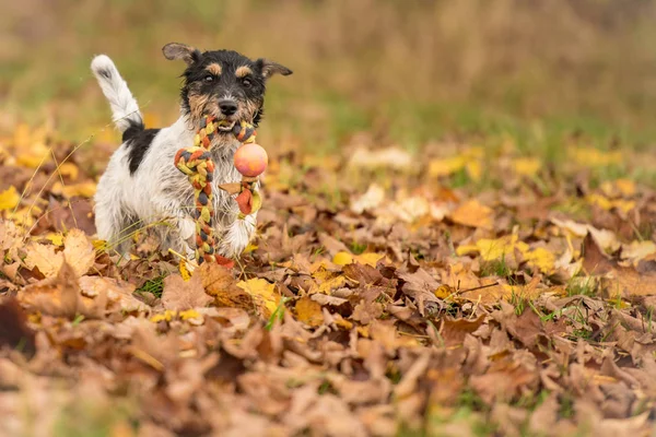 Jack russell terrier hound.  Little dog runs with his toy in the autumn season over a colorful meadow