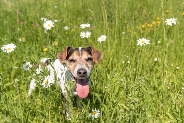 O cãozinho senta-se em um prado florescente na primavera. Jack Russell Ter — Fotografia de Stock