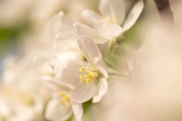 Apple blossom wiosną przed błękitne niebo — Zdjęcie stockowe