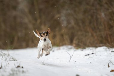 Jack Russell Terrier köpek karlı bir kış yolu üzerinde hızlı yarışıyor