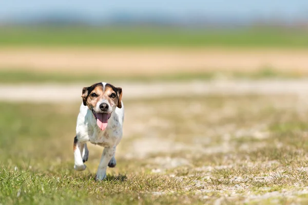 Perro pequeño corre y vuela sobre un prado verde en primavera. Jack Rus. —  Fotos de Stock