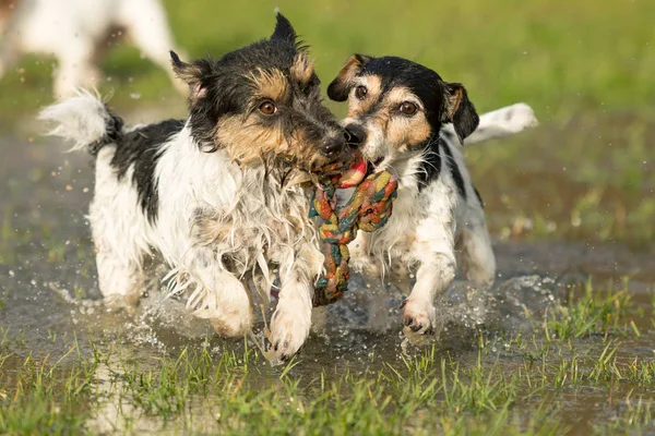 Dos lindos perros Jack Russell Terrier jugando y luchando con un b —  Fotos de Stock