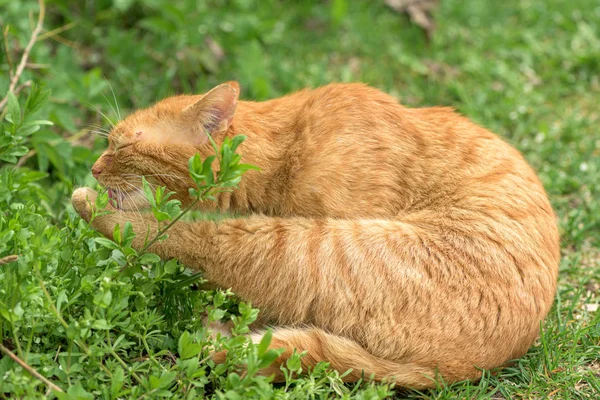 Rote Hauskatze leckt seine Pfote im Freien — Stockfoto