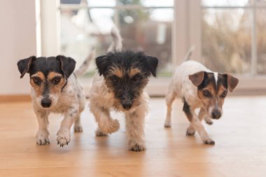 Dairede köpek yarışı - üç jack russell terrier 
