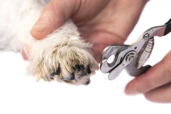 Pazury cięte przez psa Jack Russell Terrier. Zbliżenie — Zdjęcie stockowe