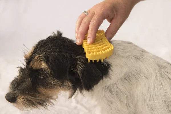 Hundekamm - Tüllen- niedlicher Jack Russell Terrier Hund — Stockfoto